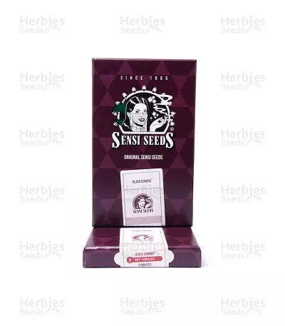 Black Domina (Sensi Seeds) Cannabis-Samen