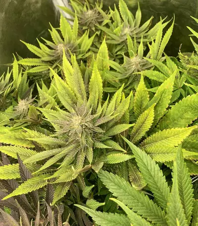 Caramelo (Delicious Seeds)