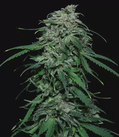 Chem-Bomb Auto (Humboldt Seeds Organization)