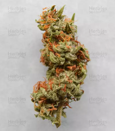 Auto Critical Orange Punch Feminized (Dutch Passion)