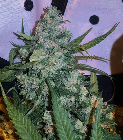 Critical + 2.0 (Dinafem Seeds) Cannabis-Samen