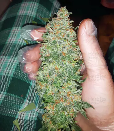 Critical Sensi Star Early Version (Delicious Seeds)