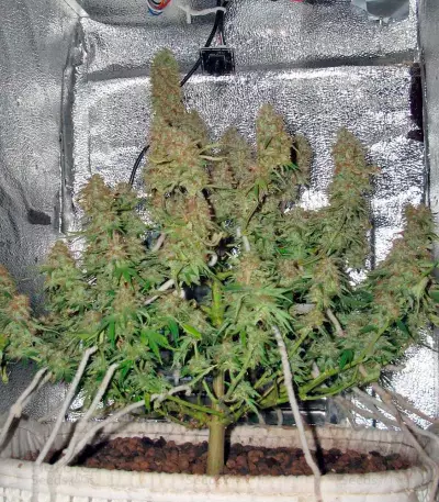 Delahaze (Paradise Seeds) Cannabis-Samen