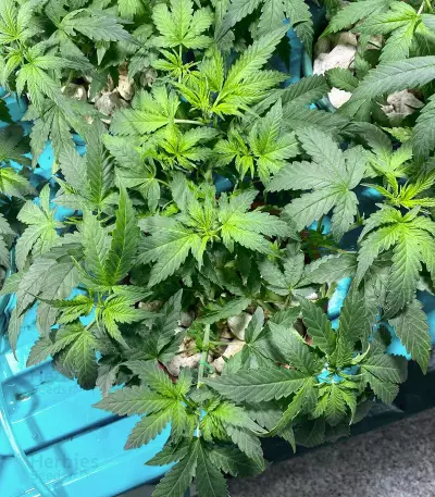 Dream Berry (Female Seeds) Cannabis-Samen
