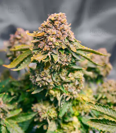 Grand Daddy Purple Fast Version feminisierte Samen (EGS)
