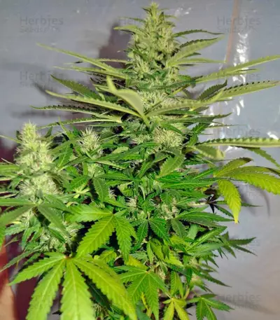 Jack Herer (GHS) Cannabis-Samen
