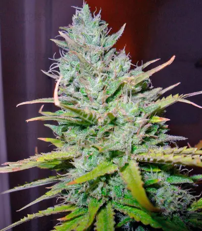 Kalashnikova (GHS) Cannabis-Samen