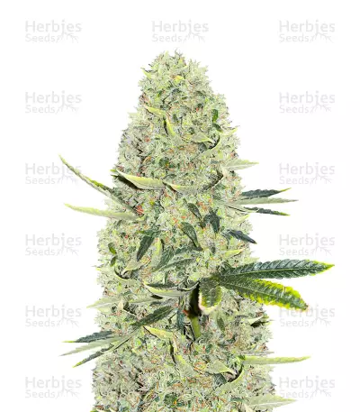 Kali Banner feminisierte Samen (AlphaFem Seeds)