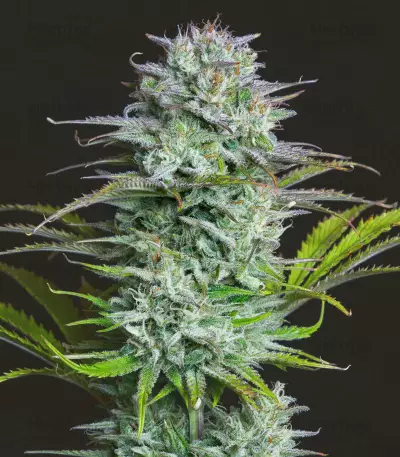 Kosher Cake Auto feminisierte Samen (Fast Buds)