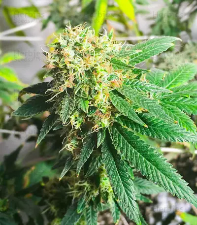 Lemon OG feminisierte Samen (AlphaFem Seeds)