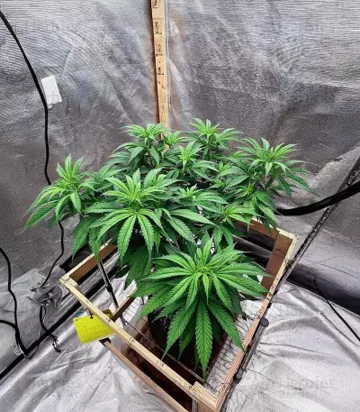 Lord Kush feminisierte Samen (Delicious Seeds)