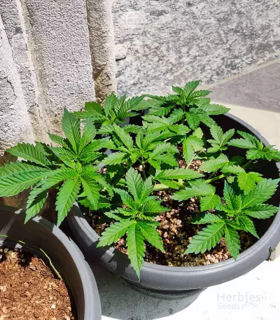 Medi Bomb 1 (Bomb Seeds) Cannabis-Samen
