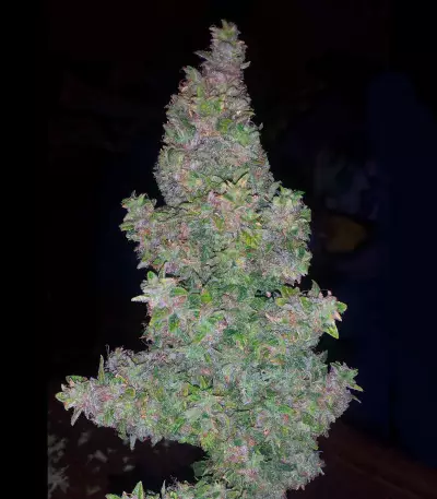 Pounder Auto (Auto Seeds) Cannabis-Samen