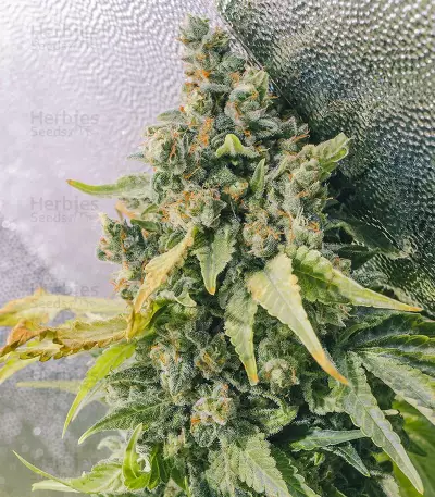 Purple Haze 1 (Positronics Seeds) Cannabis-Samen
