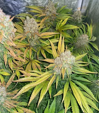 Sour Z strain