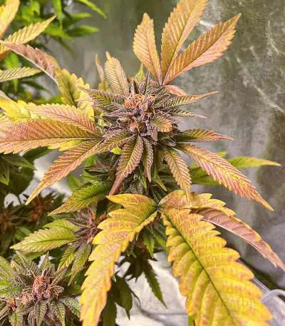 Still Bubba feminisierte Samen (AlphaFem Seeds)