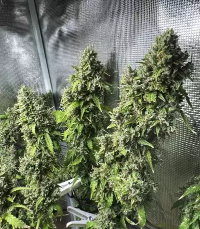 Amnesia Haze Auto Samen feminisiert (Barney's Farm)