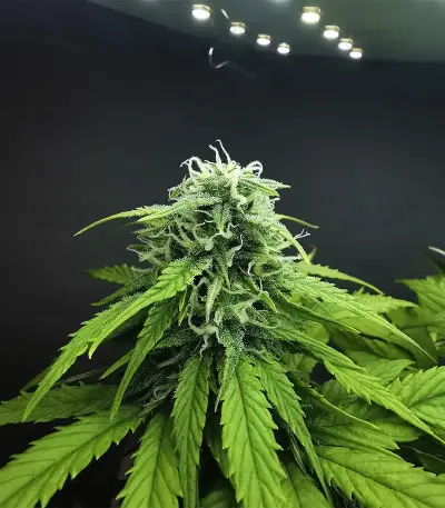 Apple Betty Samen feminisiert (Herbies Seeds)