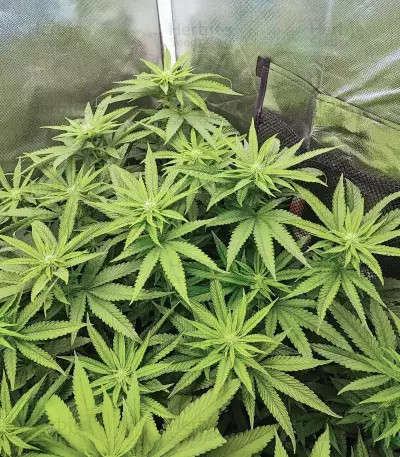 Bubba Kush (GHS) Cannabis-Samen