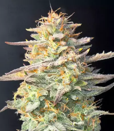 Chemdog Fast Version feminisierte Samen (Seedkeepers)