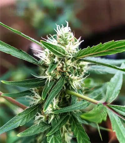 El Fuego (DNA Genetics) Cannabis-Samen