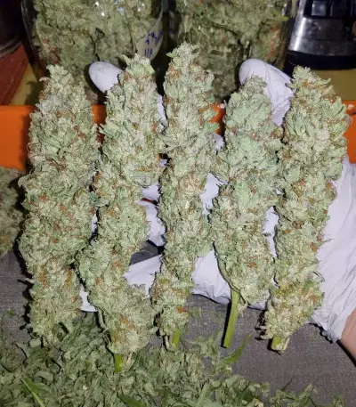 Forum Stomper Auto (Mephisto Genetics) Cannabis-Samen