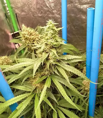 Girl Scout Cookies feminisierte Samen (Garden of Green)