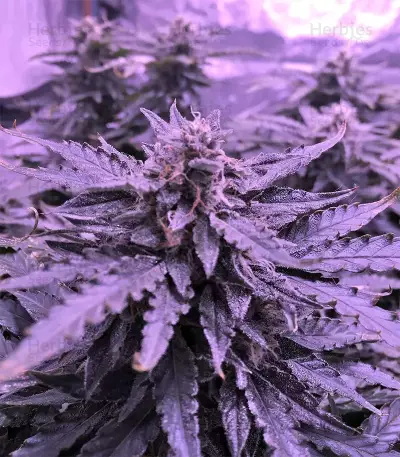 Gorilla Auto (GG#4 Original Glue Auto) (Expert Seeds) Cannabis-Samen