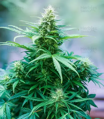 Green AK XL (AK-47 XL) (Zambeza Seeds) Cannabis-Samen