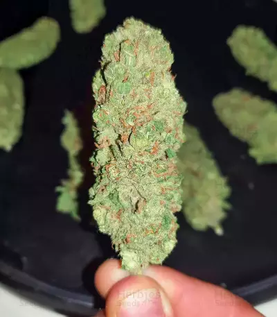 Haze Berry (RQS) Cannabis-Samen