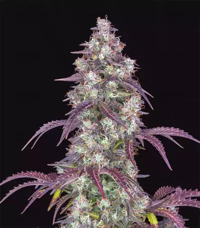 Lemon Pie Auto feminisierte Samen (Fast Buds)