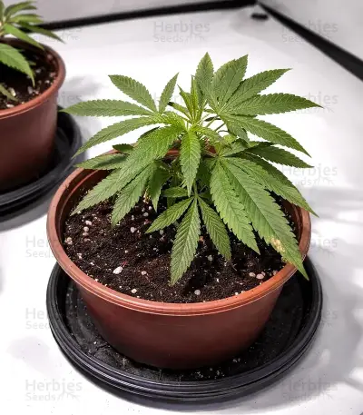 Mandarin Cookies (00 Seeds)