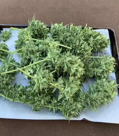 Monster Bruce Banner Auto feminisierte Samen (Monster Genetics)
