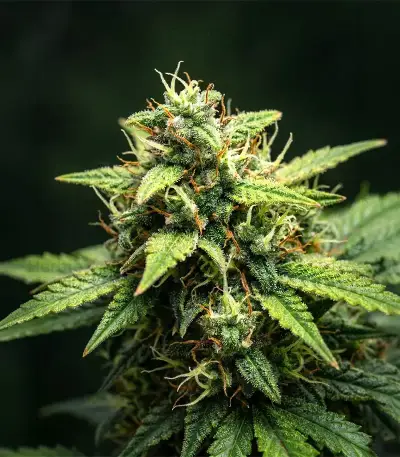 NYC Sour D Auto (Tyson S) (Royal Queen Seeds)