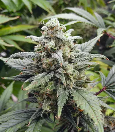 Original Auto White Widow (Fast Buds) Cannabis-Samen