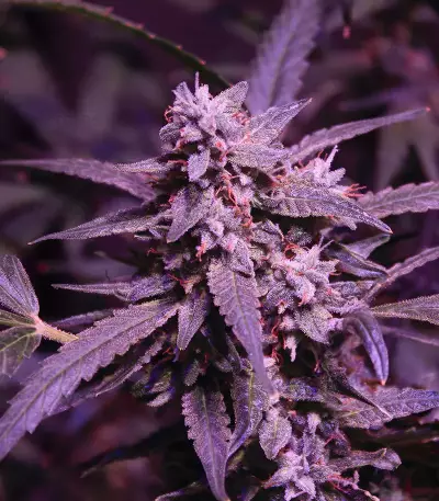 Original Cinderella Auto Samen feminisiert (Fast Buds)