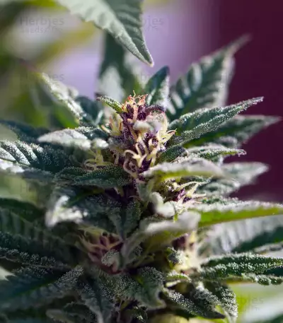 Purple Punch feminisierte Samen (Barney’s Farm)