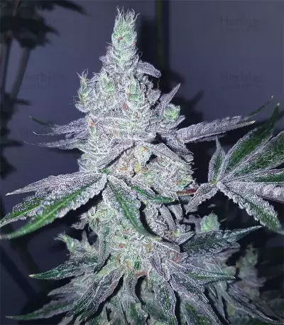 Triple G (RQS) Cannabis-Samen