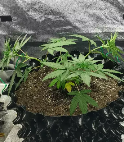 Trippy Gorilla (Big Head Seeds) Cannabis-Samen