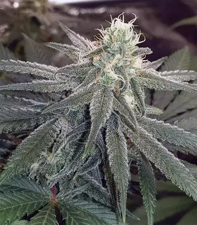 Wedding Cake (Original Sensible Seeds) Cannabis-Samen