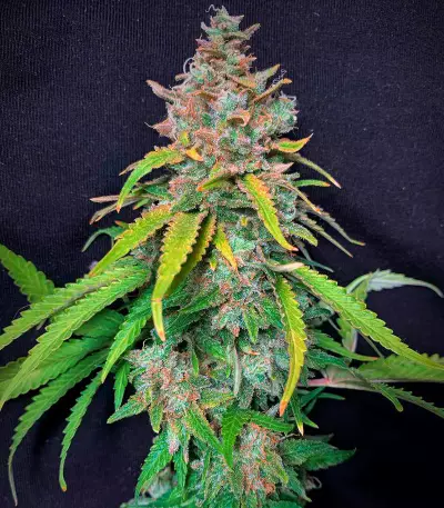 Super Silver Haze (GHS) Cannabis-Samen