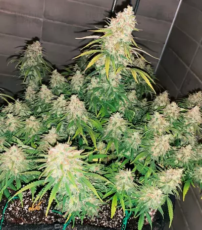 Super Silver Haze (GHS) Cannabis-Samen