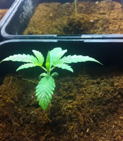 Dance World CBD (RQS) Cannabis-Samen