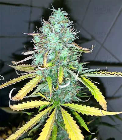 Afghani #1 (Sensi Seeds) Cannabis-Samen