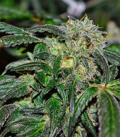 Afghani #1 (Sensi Seeds) Cannabis-Samen