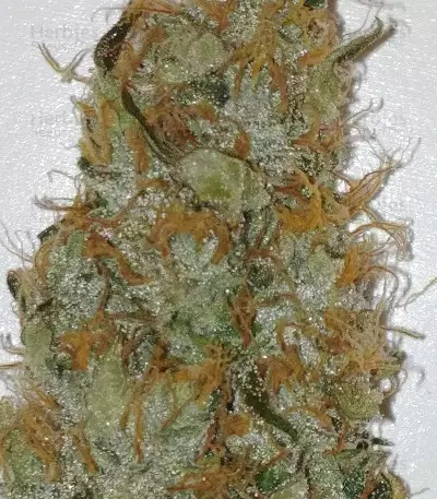 Amnesia Haze Auto strain