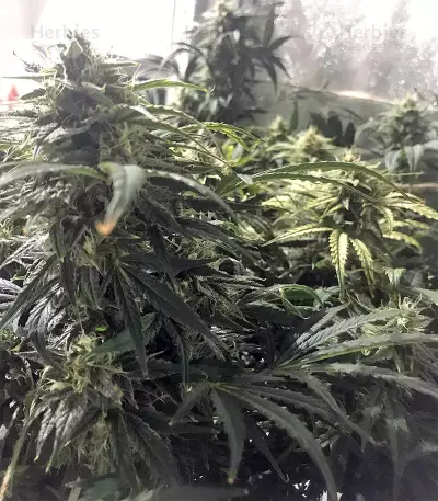 Auto Purple Gorilla (Short Stuff Seeds) Cannabis-Samen