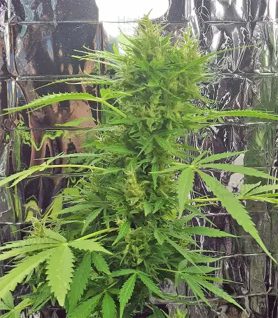 BCN Power Plant Autoflower (Seedstockers) Cannabis-Samen