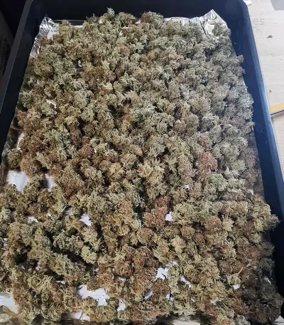 Bubblegum (T.H. Seeds) Cannabis-Samen
