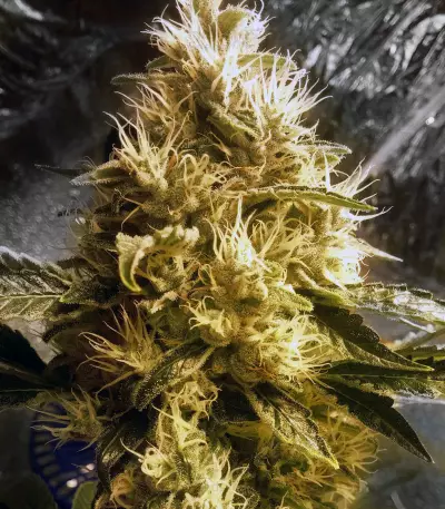 Chemdawg #4 (Big Head Seeds) Cannabis-Samen